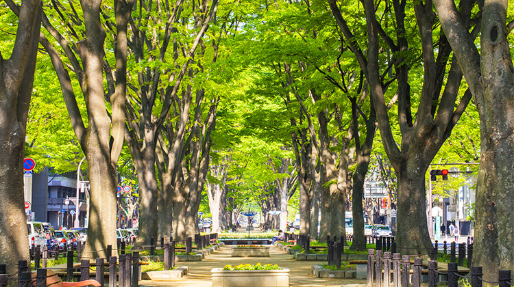 Jozenji-dori Avenue